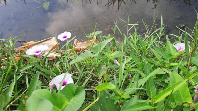 Wild pink morning glory flowers growing on grass by calm water. Reflection of sky on pond with green leaves. Peaceful nature and wetland habitat concept.