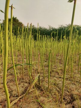 Field of tall green stems growing from dry cracked soil under clear sky with trees in background symbolizing agriculture growth nature and sustainable farming environment