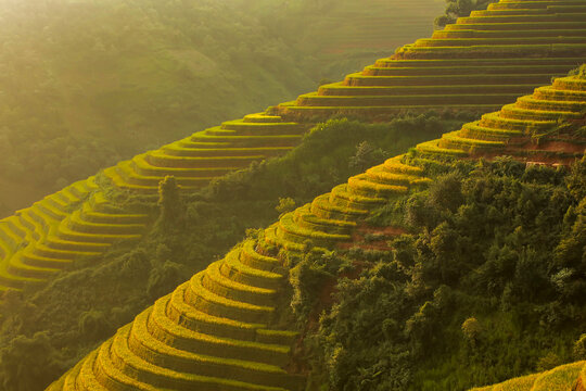 Golden rice terraces of Mu Cang Chai, Vietnam, glowing at harvest season. A breathtaking masterpiece of nature.