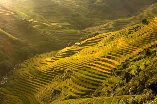 Golden rice terraces of Mu Cang Chai, Vietnam, glowing at harvest season. A breathtaking masterpiece of nature.