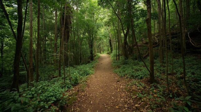 Serene forest pathway winding through lush greenery toward distant light with through canopy evoking