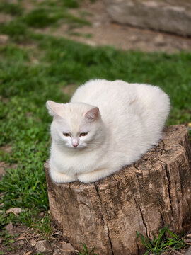 Fluffy white domestic cat (Felis catus) resting quietly in a loaf position on a weathered wooden tree stump in a grassy garden setting.
