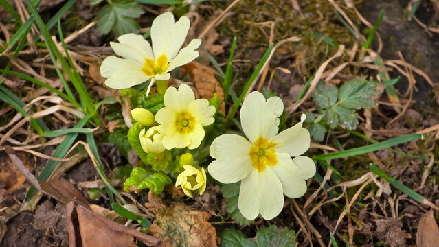 Wild primroses (Primula vulgaris) blooming in early spring with pale yellow petals and vibrant yellow-orange centers in woodland soil.
