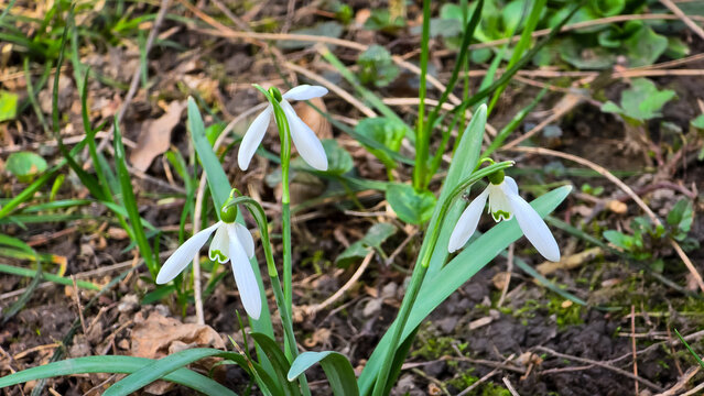 Three delicate snowdrop flowers (Galanthus nivalis) with drooping white tepals and green-marked inner segments blooming above dark soil and fresh green foliage.