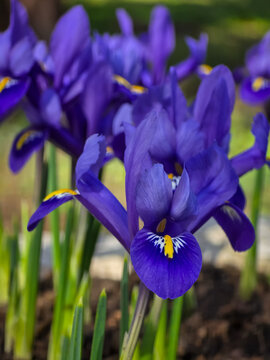 Vibrant purple dwarf iris flowers (Iris reticulata) blooming in spring garden soil with yellow and white detailed crest markings on the falls.