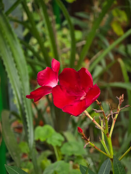 Vibrant red oleander (Nerium oleander) flower blooming on a slender stem with green foliage in the background.