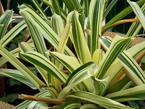 Variegated bromeliad (Aechmea) displaying arching, strap-like green leaves with broad cream-yellow stripes growing in a garden setting.