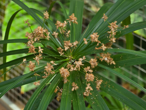 Umbrella papyrus (Cyperus alternifolius) displaying brown flower spikelets arranged in an umbel above green leafy bracts.
