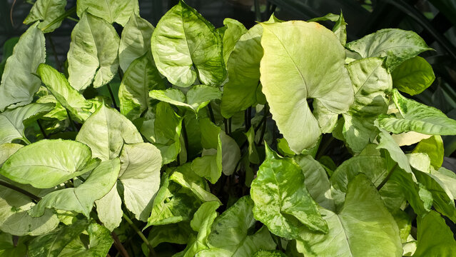 Arrowhead vine (Syngonium podophyllum) displaying lush, pale green and variegated arrow-shaped leaves growing in an indoor plant setting.
