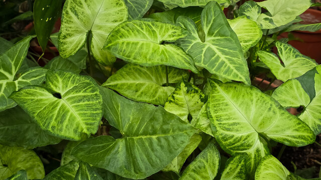 Arrowhead vine (Syngonium podophyllum) foliage featuring variegated green and pale yellow arrow-shaped leaves in a garden setting.