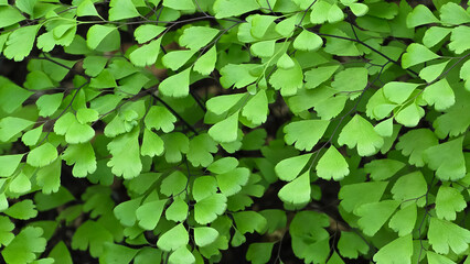 Delicate fan-shaped green leaflets of a maidenhair fern (Adiantum capillus-veneris) growing on thin dark stems. © Dan