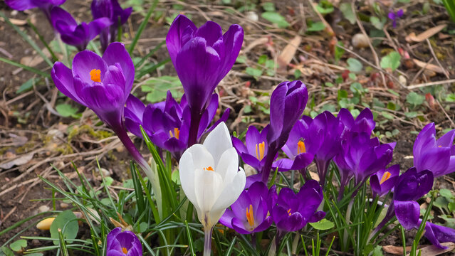 Blooming purple spring crocus flowers (Crocus vernus) with a single standout white crocus growing in garden soil bed outdoors.
