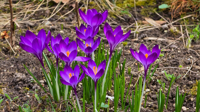 Vibrant purple crocus flowers blooming from dark garden soil in early spring with orange stamens and narrow green leaves.