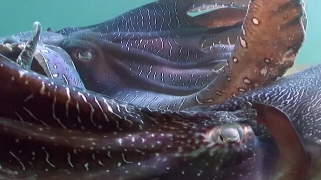 Giant Cuttlefish (Sepia officinalis) Releasing Sepia Ink Cloud, Marine Cephalopod Melanin Pseudomorph Escape Mechanism