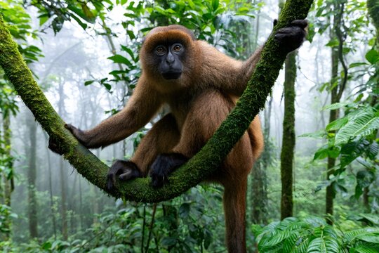 Northern muriqui monkey sitting on mossy branch in Atlantic Forest