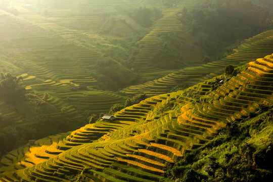 Golden rice terraces of Mu Cang Chai, Vietnam, glowing at harvest season. A breathtaking masterpiece of nature.