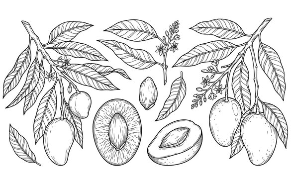 Hand drawn mango branch vector illustration set with leaves, flowers, whole fruit, seed, and cross sections in vintage line art style