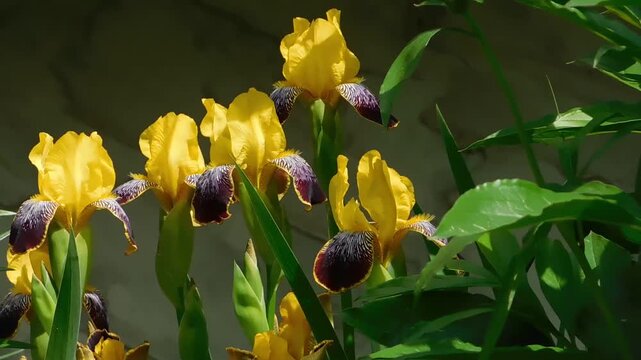 Iris blossoms stand tall with bright yellow petals and deep purple centers that contrast against the surrounding green leaves in a quiet garden corner during a sunny day of spring flowering season.