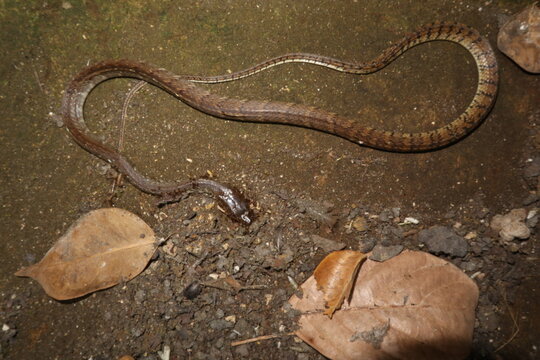 Dead snake lying on the ground in a rural home yard in Java, Indonesia. Wildlife mortality in a village environment with natural soil, dry leaves, and outdoor setting.