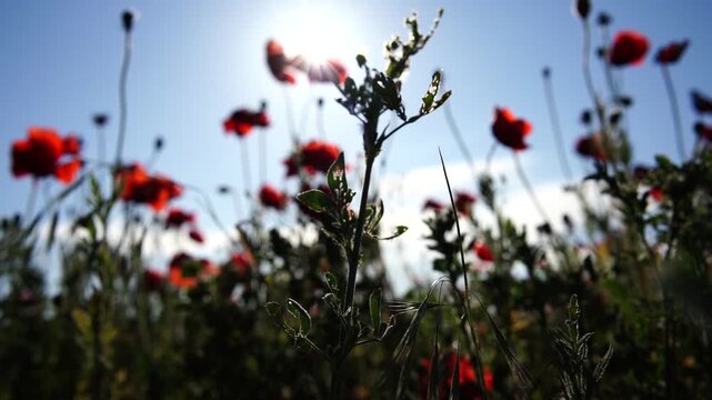 Red poppies bloom under intense sun rays within a vibrant floral field. Ground level static shot captures nature in beauty.