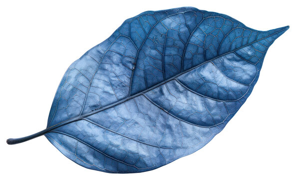 PNG Blue leaf on white background