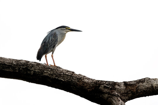 Striated Heron, Butorides striata, perched on large tree branch against clean white sky, bird&rsquo;s distinctive plumage, elegant posture, natural habitat, ample copy space for design and editorial use