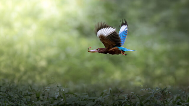 White-throated Kingfisher, Halcyon smyrnensis, in flight carrying earthworm in bill over soft green forest background, bird&rsquo;s vibrant blue wings, chestnut body, hunting behavior, natural habitat