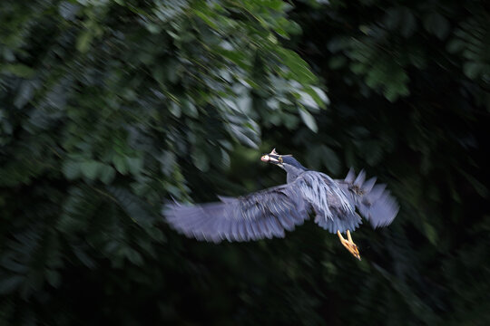 Striated Heron, Butorides striata, flying with freshly caught fish in bill against dark green forest background, motion blur in wings highlights speed and natural hunting behavior in wetland habitat