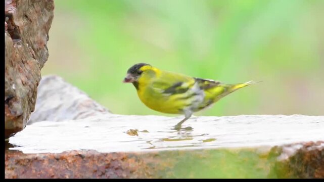 Eurasian Siskin Male Holding Seed