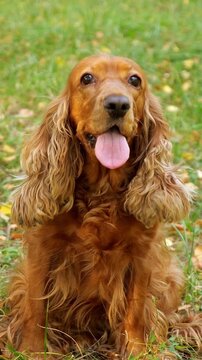 Beautiful golden brown cocker spaniel dog sitting on a green lawn with its tongue out. The lovely purebred pet with long wavy fur is resting in a park during a beautiful autumn day