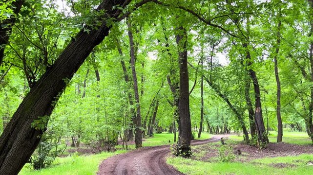 Lush green forest with winding dirt road, scenic woodland path through dense summer trees, peaceful nature trail in vibrant deciduous park
