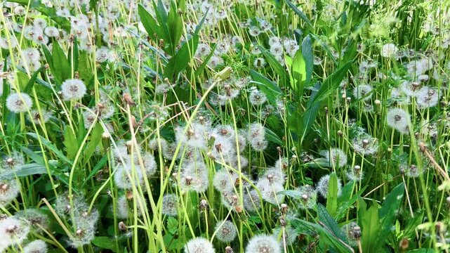 Dense field of dandelion seed heads swaying in wind on bright sunny summer day