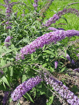 Bright Purple Butterfly bush Blooming in Sunny Garden Close Up