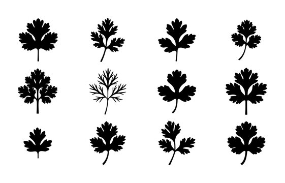 Cilantro Leaf Vector Icons, Coriander Herb Sprigs Set, Fresh Green Plant Silhouette Collection, Culinary Ingredient Graphics