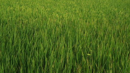 Fototapeta premium Vibrant green rice field growing in a rural agricultural landscape during the day.