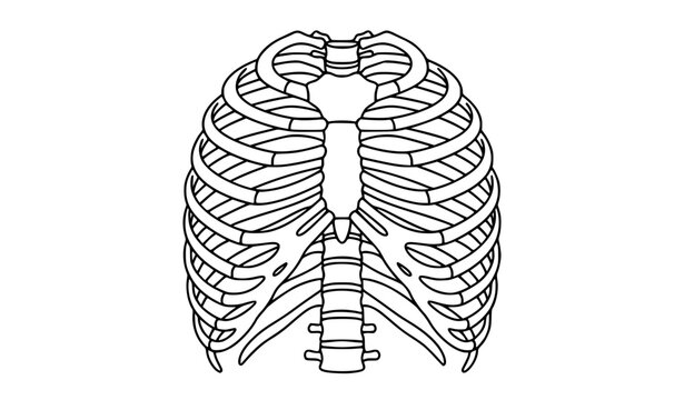 Human Ribcage Medical Vector Illustration Monochrome Anatomical Diagram Isolated on White Background for Educational Anatomy