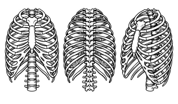 Human Ribcage Anatomy Vector Set with Front Back and Perspective Medical Diagrams in Monochrome on White Background