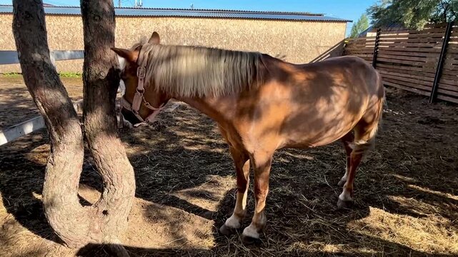 Horse peacefully resting with its head against a tree trunk in a paddock. The tranquil setting highlights nature's harmony and the creature's calm demeanor in a rural environment.