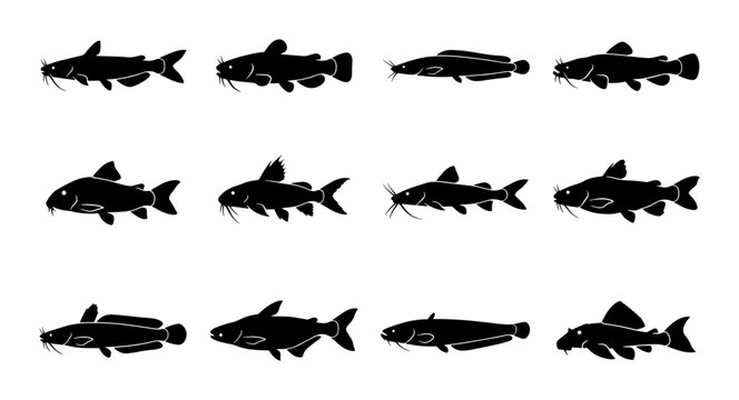 Silhouette Catfish Vector Icons Collection, Aquatic Wildlife Marine Life Icons, Freshwater Fish Species Graphics, Black and White Seafood Illustrations