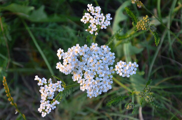 Delicate white flowers of Achillea millefolium or common yarrow blooming among green grass . Closeup, top view , outdoors . Nature, summer  herbal plant, wildflowers, herbal medicine using concept . © Mariana