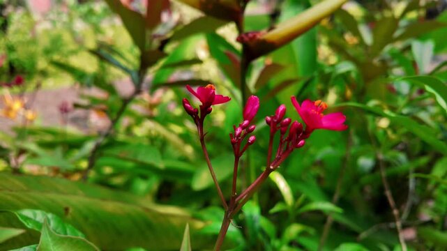 Tropical Caladium Heart Shaped Leaves Pattern, 4K Slow Motion Cinematic Background
