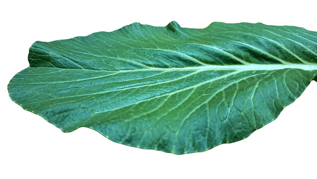 closeup mustard leaf 