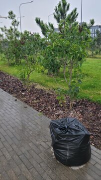 Black garbage bag beside young pine trees in park