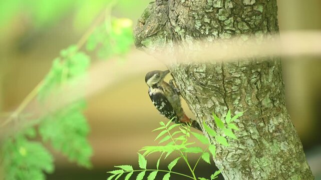 A female fulvous-breasted woodpecker (Dendrocopos macei) is observed drilling into a neem tree through the leaves of a forest. It forages actively on tree trunks and branches to consume beetles, larva