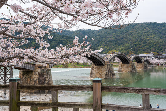 Kintai Bridge Sakura festival. Cherry blossoms along the Nishiki River bank. Iwakuni, Yamaguchi Prefecture, Japan.
