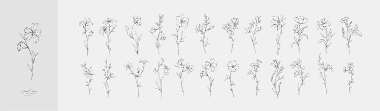 Set of various flowers and. Hand drawn floral collection for wedding invitation, wallpaper art or save the date card. Botanical