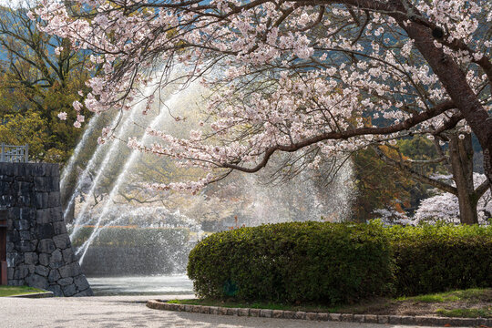 Fountain in Kikko Park at the foot of Iwakuni Castle. Cherry blossoms full blooming in springtime. Iwakuni, Yamaguchi Prefecture, Japan.