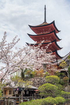 Five-Tiered Pagoda at Itsukushima Toyokuni Shrine (Senjokaku). Cherry blossom full bloom in springtime in Miyajima Island, Hiroshima, Japan.