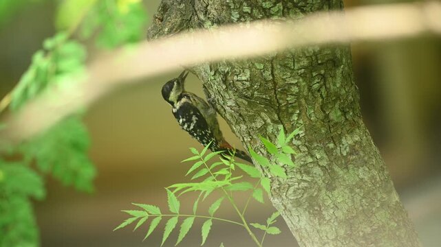 A female fulvous-breasted woodpecker (Dendrocopos macei) is observed drilling into a neem tree through the leaves of a forest. It forages actively on tree trunks and branches to consume beetles, larva