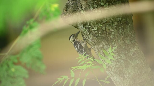 A female fulvous-breasted woodpecker (Dendrocopos macei) is observed drilling into a neem tree through the leaves of a forest. It forages actively on tree trunks and branches to consume beetles, larva